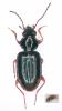 Bembidion lunulatum